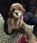 Hình ảnh: Tiny Poodle