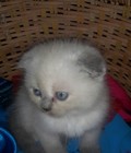 Hình ảnh: Mèo Anh tai cụp xám và màu hymalaya