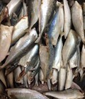 Hình ảnh: Chuyên cung cấp cá bạc má, cá nục tại Hà Nội