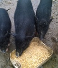 Hình ảnh: Lợn cắp nách nguyên chất của dân bản vùng cao