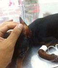 Hình ảnh: bác sĩ chữa bệnh cho chó mèo tại hà nội