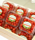 Hình ảnh: Cà chua bi ngọt đạt chuẩn Global GAP chất lượng và an toàn tuyệt đối