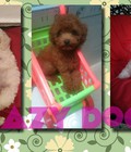 Hình ảnh: Lazy Dog chuyên cún Poodle quý tộc-gấu Teddy ko rụng lông