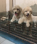 Hình ảnh: Toy Poodle TL1606-POOD01