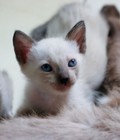 Hình ảnh: Mèo xiêm thuần chủng