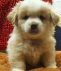 Hình ảnh: chó nhật xù mini siêu cute