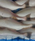 Hình ảnh: Cá bò da, cá ngừ đại dương phile, cá dứa 1 nắng, cá đù 1 nắng giá rẻ
