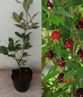Hình ảnh: cây giống cherry braxin 200k/ cây giống đã được cải tạo