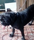 Hình ảnh: tphcm bán chó pug đực đen 12 tháng trích ngừa đủ