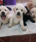 Hình ảnh: Tùng Lộc Pet – Chào bán đàn chó Labrador Retriever tháng 08/