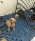 Hình ảnh: Chào bán đàn chó Golden Retriver tháng 8/2016