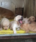Hình ảnh: Tùng Lộc Pet – Nhận đặt đàn chó Labrador màu vàng