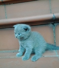 Hình ảnh: Mèo scottish fold