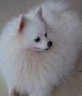 Hình ảnh: Nhận phối giống chó phốc sóc (Pomeranian)