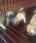 Hình ảnh: Tùng Lộc Pet – Chào bán đàn chó Pug mini tháng 09/2016