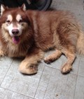 Hình ảnh: bán chó alaska 12 tháng mầu nâu đỏ , trích ngừa đủ