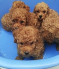 Hình ảnh: Đàn 5 em Poodle Tiny 2 tháng tuổi tìm chủ