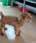 Hình ảnh: bán chó tiny poodle đực 5 tháng mầu nâu đỏ . trích ngừa đủ