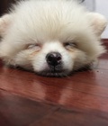 Hình ảnh: Phốc sóc Pomeranian