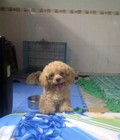 Hình ảnh: Poodle Cái màu Kem 2 tháng tuổi