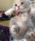 Hình ảnh: Bán mèo tai cụp scotlen kem xám