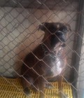 Hình ảnh: chó boxer cái thuần chủng đã đẻ 2 lứa 