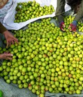Hình ảnh: Táo chua , táo tròn , bán buôn bán lẻ