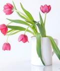 Hình ảnh: Hoa tulip chưng tết giá sỉ