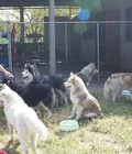 Hình ảnh: Đàn chó Husky siberian 2th tuổi mắt xanh thuần chủng sinh sản ở trại chó việt nam => BANCHOCANH.VN