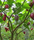 Hình ảnh: Cà chua thân gỗ Tamarillo