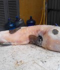 Hình ảnh: Bán cá thỏ, bán cá bò da, bán bào ngư, bán thịt cua