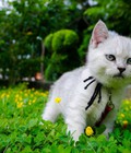 Hình ảnh: Mèo tai cụp Scottish (Silver shaded)