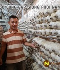 Hình ảnh: Tìm hiểu quy trình trồng nấm bào ngư thu được năng suất cao