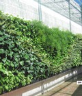 Hình ảnh: Thi công tường cây xanh tưới tự động tại Đà Nẵng