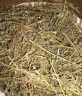 Hình ảnh: Bán cây diệp hạ châu tại tp. hcm