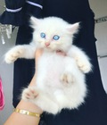Hình ảnh: Mèo anh lông dài mắt xanh