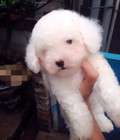 Hình ảnh: chó poodle trắng 2 tháng tuổi có fix nhẹ