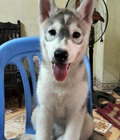 Hình ảnh: Tìm Chủ Mới Cho 2 Em Husky 2 Tháng Tuổi