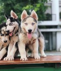 Hình ảnh: chó cảnh husky