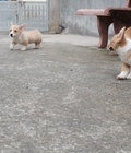 Hình ảnh:  Chó Corgi 2 tháng tuổi (Đực và Cái )