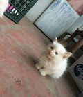 Hình ảnh: Bán 4 bé mèo ALD trắng muốt rất xinh đáng yêu ở Hà Nội