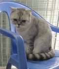 Hình ảnh: Mèo đực Scottish Silver 