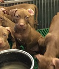 Hình ảnh: Bán chó Pitbull  hơn hai tháng trích ngừa đủ
