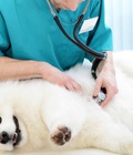 Hình ảnh: Dịch vụ chữa bệnh và tiêm chủng chó mèo