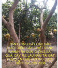 Hình ảnh: Bán giống cây bưởi Diễn Sai Quả, Cây Lâu năm, Quả Ngọt: 096.239.2038
