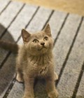 Hình ảnh: Mèo Anh lông ngắn thuần chủng mầu xám xanh