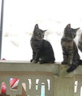 Hình ảnh: Cần bán 6 bé mèo anh xinh xắn đáng yêu ở hà nội