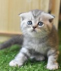Hình ảnh: Siêu phẩm mèo tai cụp xinh nhất Hà Nội