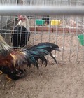 Hình ảnh: bán gà tre tân châu tại quận ba đình