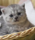 Hình ảnh: Bán mèo scottish đáng yêu
